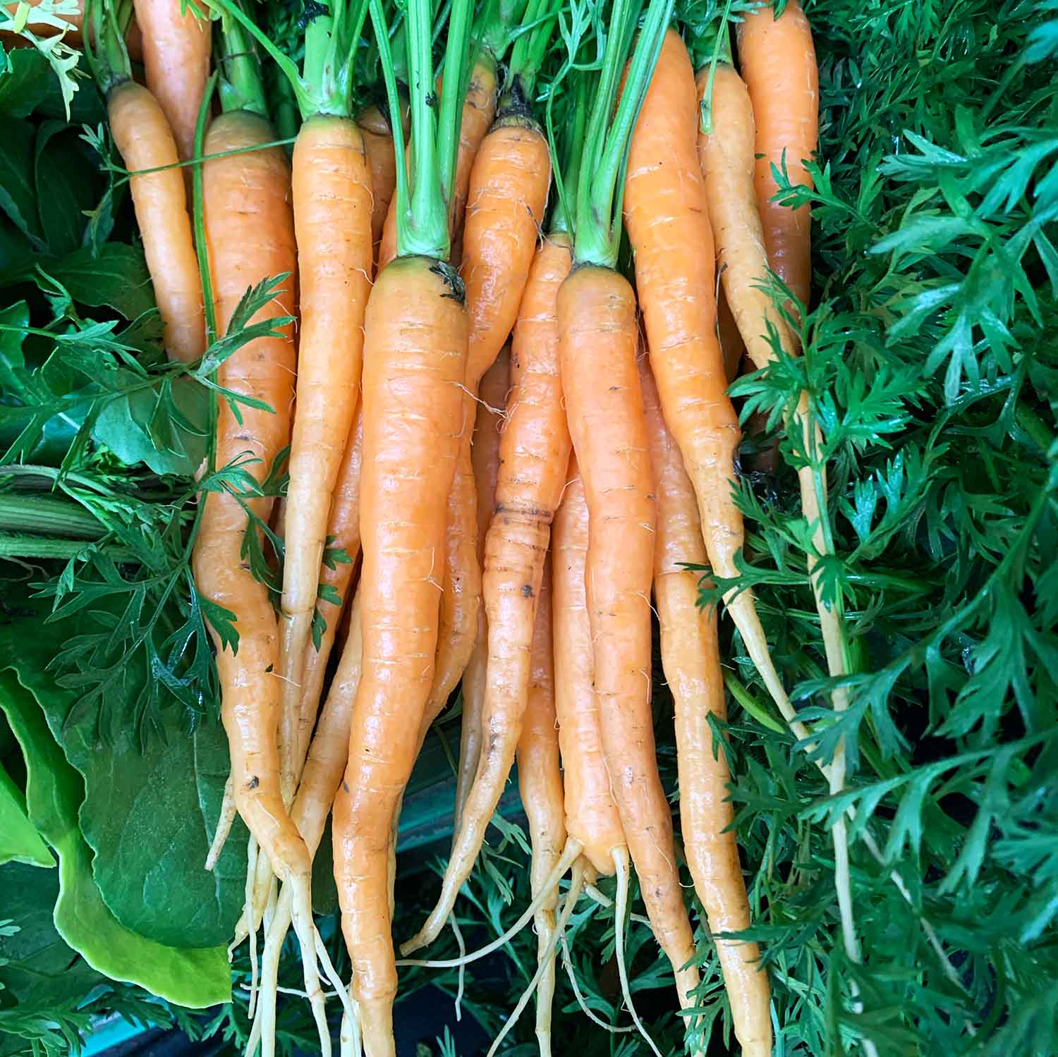 Orange Carrot